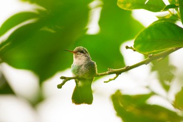 Colibri © ClauZerr