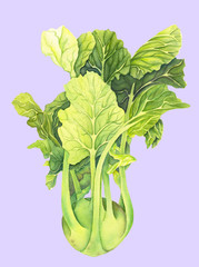 Cabbage kohlrabi with green leaves isolated  on light background. Brassica oleracea. Organic healthy food. Fresh vegetable Watercolor painting. Botanical illustration. Realistic art.