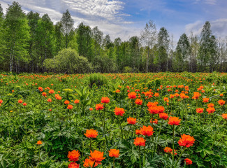 Orange wild flowers Trollius asiaticus on meadow - spring rural landscape