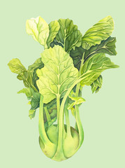 Cabbage kohlrabi with green leaves isolated  on light background. Brassica oleracea. Organic healthy food. Fresh vegetable Watercolor painting. Botanical illustration. Realistic art.