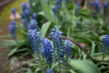 blue flowers in garden