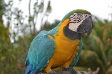 Arara Azul e Amarela 3 