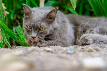 Cats are licking their own hairs