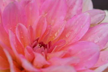 Close up of a pink Dahlia flower