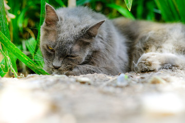 Cats are licking their own hairs