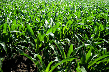 Fototapeta premium Close up agricultural corn field of countryside landscape in sunny day