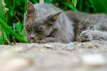 Cats are licking their own hairs