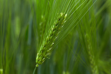 Fototapeta premium Green fields of wheat at the summer fully ripe