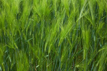 Green fields of wheat at the summer fully ripe