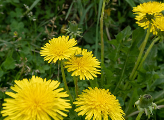 A green grasshopper sits on a yellow dandelion flower. View of the grasshopper from the side.