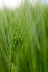 Green fields of wheat at the summer fully ripe