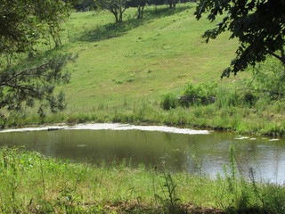 Alabama Pond in the Woods