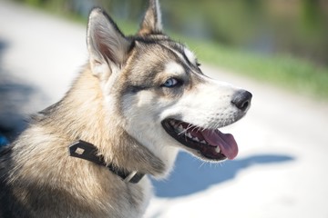 Beautiful husky portrait in summer day