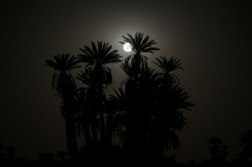 Fototapeta na wymiar Full moon in the Sahara / Full moon with palm trees in backlight in the Sahara, Morocco, Africa.