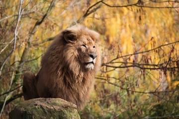 Obraz premium Portrait of a lion 