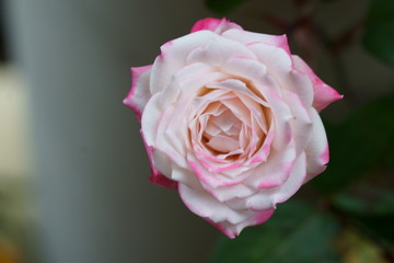A pink Floribunda rose