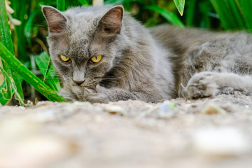 Cats are licking their own hairs