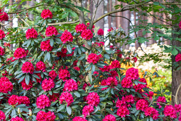 Fototapeta na wymiar Red rhododendron Nova Zembla, lush bloom in the nursery of rhododenrons.