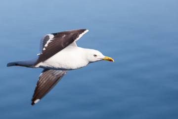 Soaring black-backed seagull, copy space