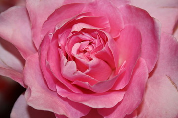 Fototapeta na wymiar Pink Rose