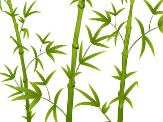 stems of green bamboo with leaves. isolated on white background