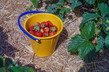 Red freshly picked strawberries in a yellow plastic bucket standing on a green strawberry field.