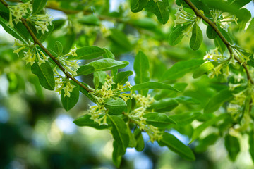 Soft selective focus delicate small flowers of Elaeagnus umbellata. Spring miracle of this blooming plant. Selective focus. Nature concept for design
