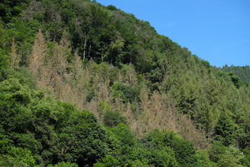 Abgestorbener Fichtenwald im Lahntal im Westerwald durch Trockenheit und Borkenkäfer - Stockfoto