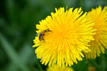 Bee collects nectar on a yellow dandelion. Spring awakening of nature