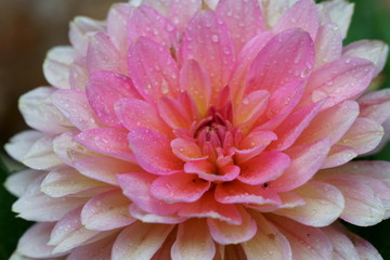 A closeup of pink Dahlia flower.
