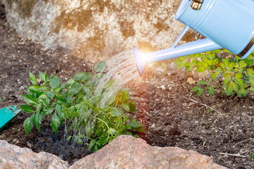 Planting Astilba plant on a flower bed rockeries - watering from watering can