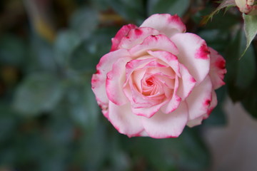 A pink Floribunda rose