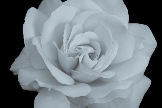 monochrome macro portrait of a white rose blossom on black background, floral fine art still life image of a single isolated bloom with detailed texture