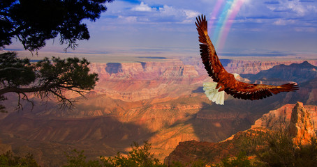 Naklejka na ściany i meble Eagle over Grand Canyon