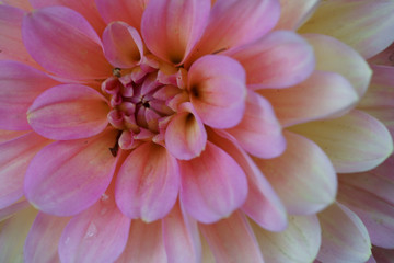 A closeup of pink Dahlia flower.