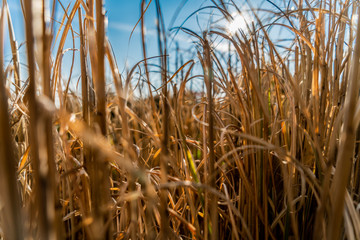 Fototapeta premium Flowers_5