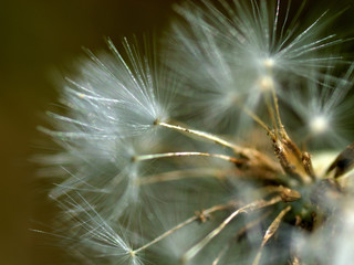 Fluffy dandelion seeds glistening in the sun close-up. Blowball, taraxacum. Growth and spread of plants. Botany. Background