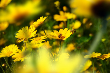 Close up honeybee busy on yellow daisy flower on flower covered field