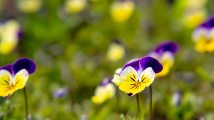 Blooming yellow violet violets perennial in the spring garden
