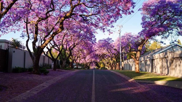 Early morning sunrise timelapse of city streets with pretty Jacaranda trees and flowers scattered as people walking past while shadows move across, 4K 25p.