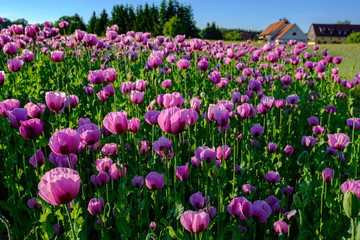 Fototapeta premium Mohnfeld in Pink