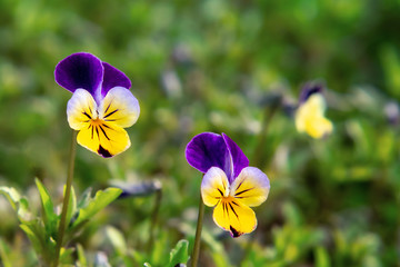 Blooming yellow violet violets perennial in the spring garden