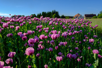 Mohnfeld in Pink