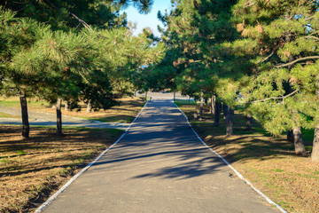 walkway going through the Park with pine trees