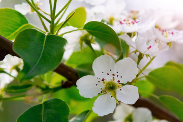 Pear blossom in spring garden close up