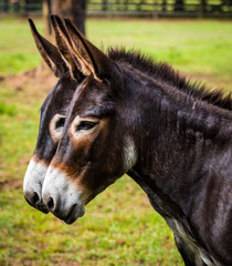 Donkey twins