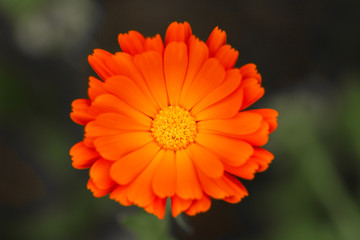 11 &eacute;cluses #1