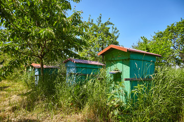 Old wooden beehives in a rural garden