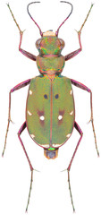 Cicindela campestris is a species of tiger beetle in the family Carabidae. Dorsal view of green tiger beetle on white background.