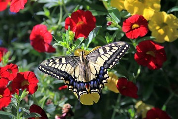 Papilio machaon butterfly on bright colors
